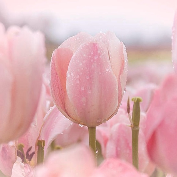 Meet your Posher, Carol - Picture 1 of 1